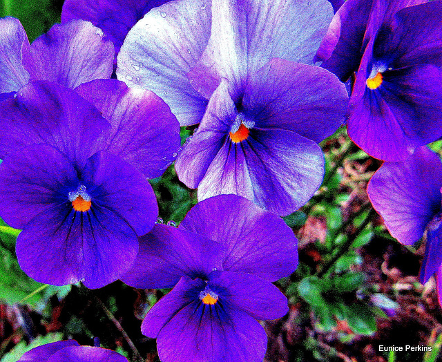 Purple Pansies.