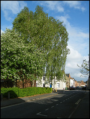 Albert Street birch