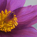Pulsatilla  ( Pasque Flower)