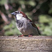 Canalside Sparrow