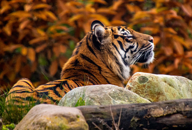 Tigress, I like the autumn colours in this photo.