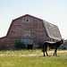Old barn and Mule