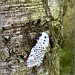 Leopard moth ~ Gestippelde houtvlinder (Zeuzera pyrina)...