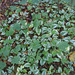 gdn / gbw - ground cover