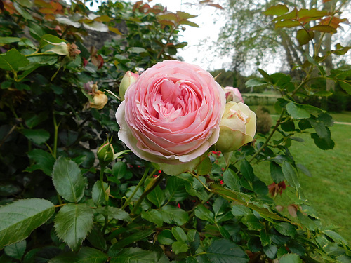Rose de Ronsard...