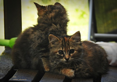 Two little cat foundlings