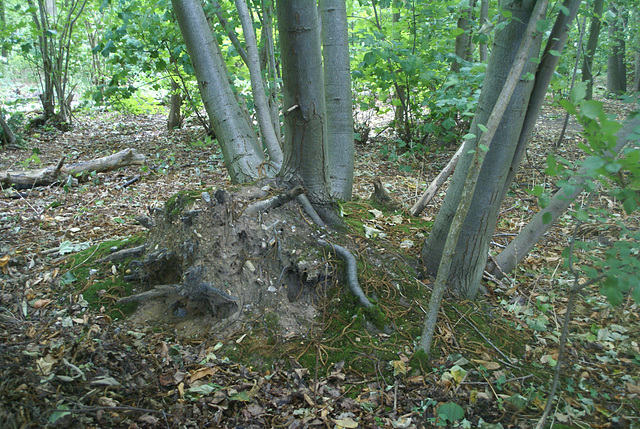 gbw - regenerating trees