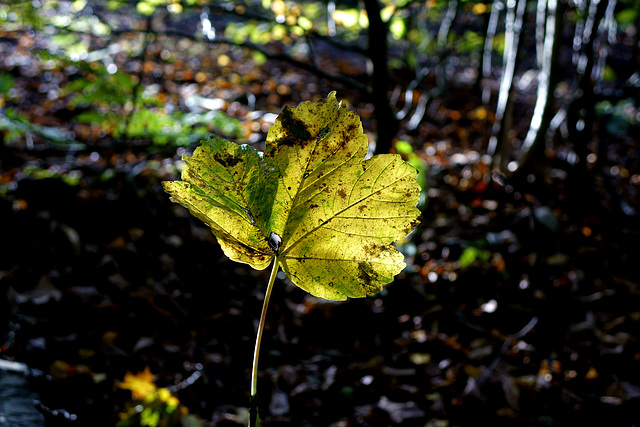 Leaf Alight