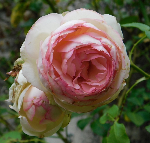 Rose de juin