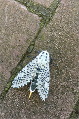 Leopard moth ~ Gestippelde houtvlinder (Zeuzera pyrina)...