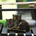 Two little cat foundlings