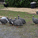 guineas in the yard