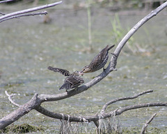 carouge à épaulettes / red-winged blackbird