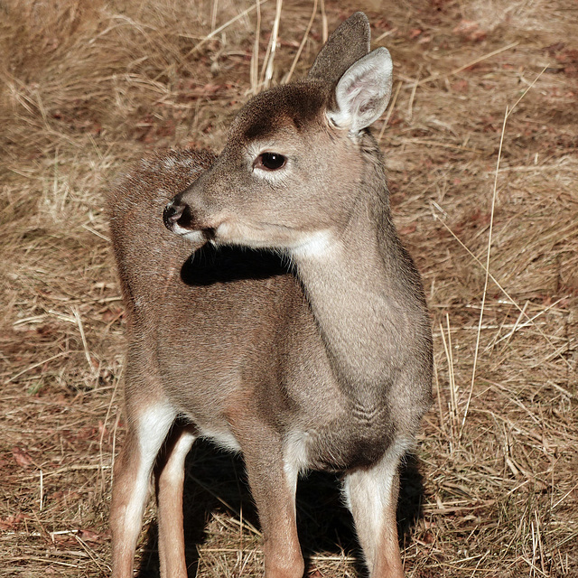 Young White-tailed Deer
