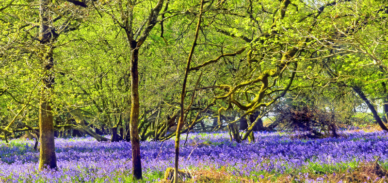 Ashmore Wood ~ Bluebells.