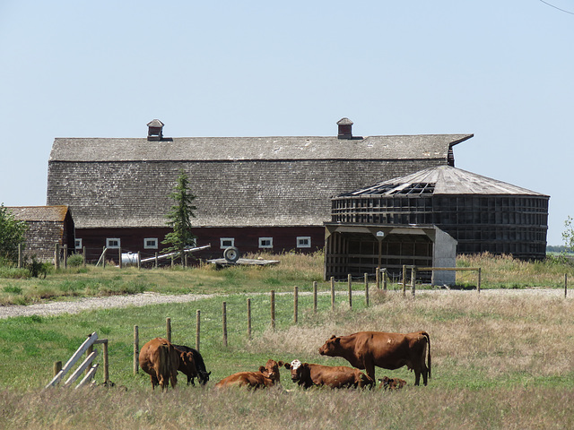 Cattle at the big, old barn