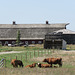 Cattle at the big, old barn