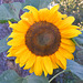 Sonnenblume (1)