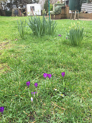 The Crocus are doing well and......