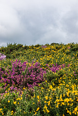 Dartmoor Farben - 20150831