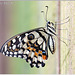 Voilier Echiquier (Papilio demoleus)