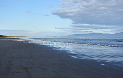 seagulls at Waratah Bay