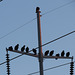 Sentinels of the power line