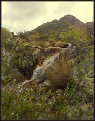Mountain stream, granite and rosemary