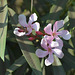 20190128-0350 Nerium oleander L.