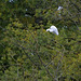 Egret with an itch