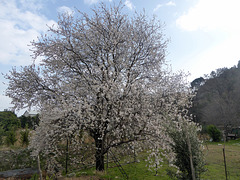 Blooming Almond Tree