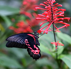 Macro d'un papillon (papilio rumanzovia) ...