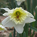 Daffodil and guardian
