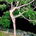 par - ballerina tree
