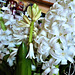 Beautiful white hyacinths