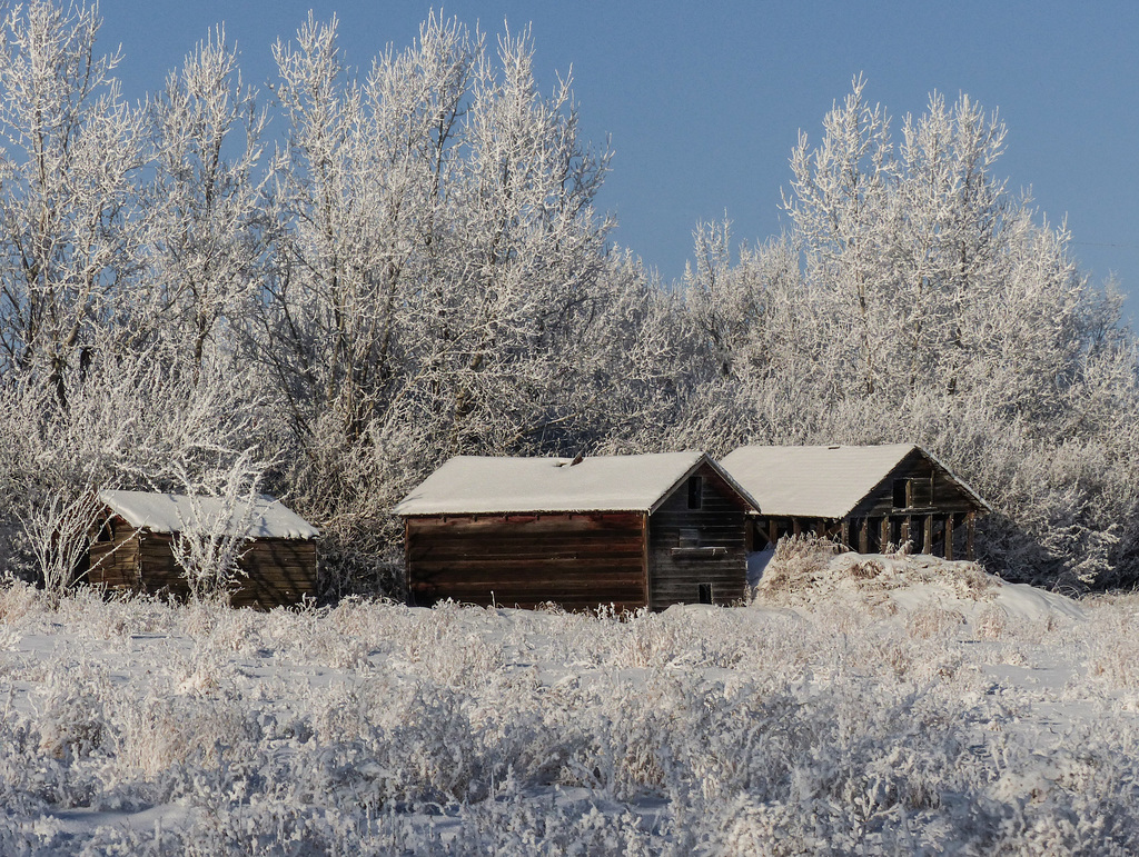 Old barns in heavy frost