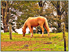 Horse Enjoying a Feed.
