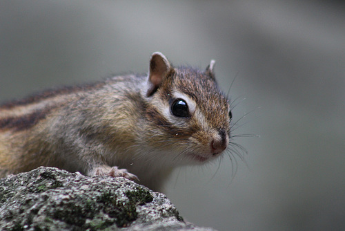 Chipmunk