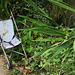 IMG 1013-001-Abandoned Pushchair