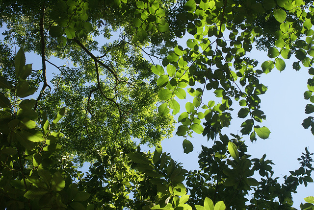 gbw - tree leaves