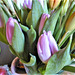 I do like the pale purple tulips