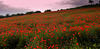 poppy  falls hill
