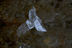 Eisgeist auf dem Schlick des Sees