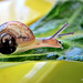 Snail On Silverbeet.