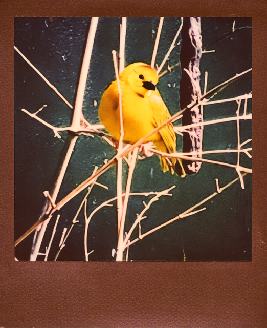 zoo bird yellow