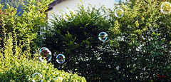 Seifenblasen im Garten