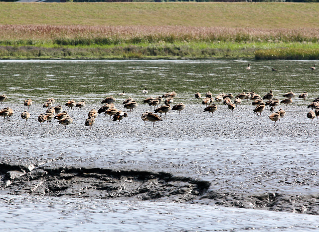 Scharen von Nilgänsen auf dem Vogelsand (Sandbänke) in der Elbmündung