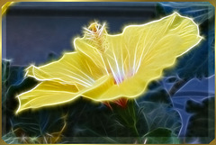 Enlightened hibiscus flower. ©UdoSm