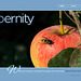 ipernity homepage with #1333
