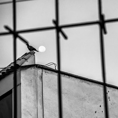 moon, pidgeon and the fence